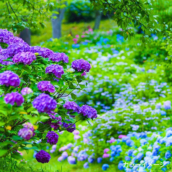 刺绣线程“带有线轴的式花园刺绣纱线套件” Olympus