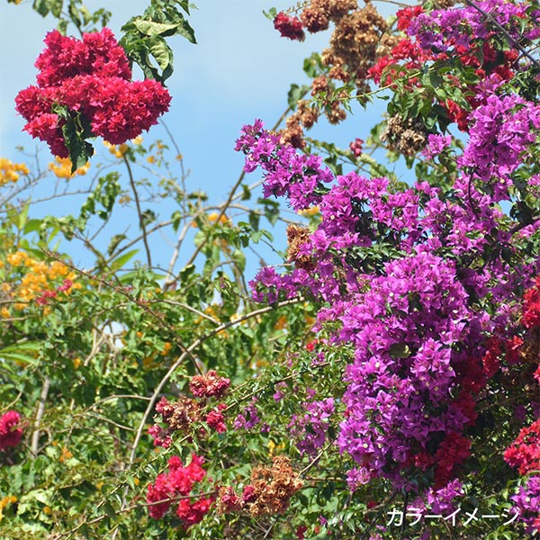 刺绣线程“带有钢管热带花园GP-50C的花园派对刺绣线程” Olympus