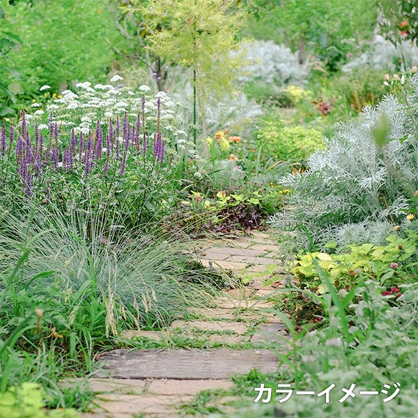 刺绣线程“带有线轴的花座式刺绣线程” Olympus