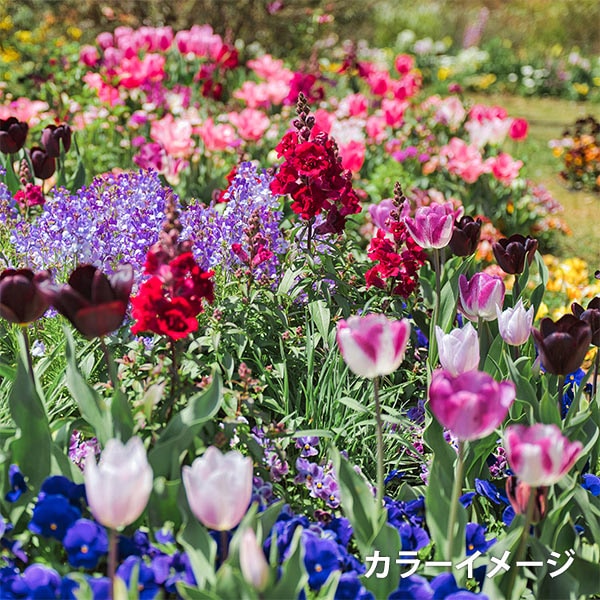 刺绣线程“带启动的花座式刺绣纱线套件 Olympus
