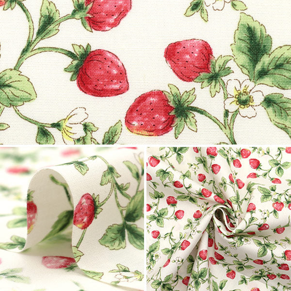 [Quantity starting from 5] Fabric "Broad Strawberry Ivory KTS7090-A" COTTON KOBAYASHI