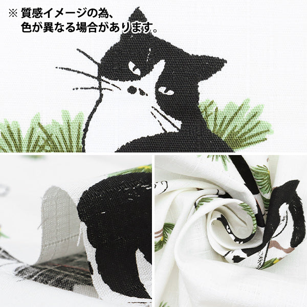 [Quantity starting from 5] Fabric "Dobby Hachiwareneko Ivory AP51103-2B"
