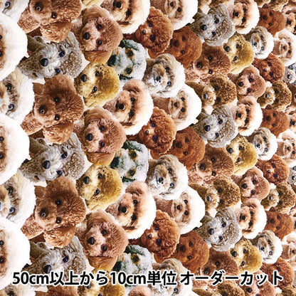 [From quantity 5] Fabric 『SheetingInk Jet Print Toy Poodle KOM-004"